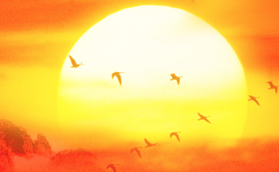 山阳联盟网站建设案例_深圳建站公司_标派云